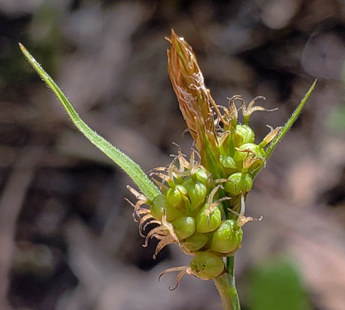 Torrey's sedge (Carex torreyi)