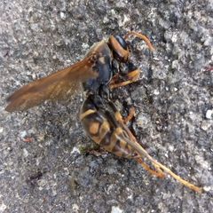 Polistes jokahamae