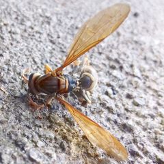 Polistes jokahamae