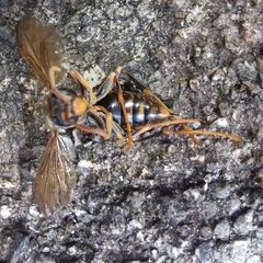 Polistes jokahamae
