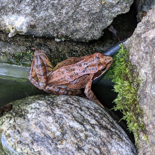 Grasfrosch