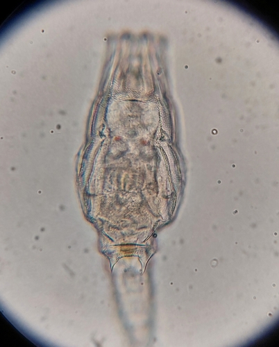 Dissotrocha aculeata
