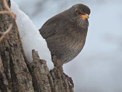 Turdus merula