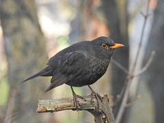 Turdus merula