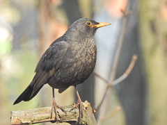 Turdus merula