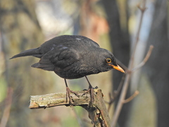 Turdus merula