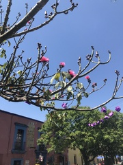 Pseudobombax ellipticum