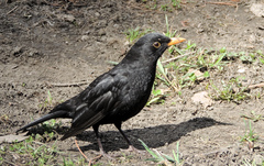 Turdus merula