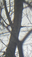 Granatellus venustus