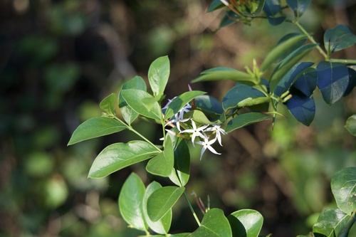 Carissa spinarum observed 2026-10-08