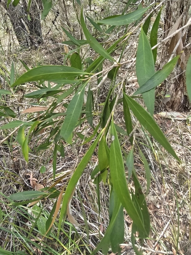 Callistemon salignus observed 2026-10-09