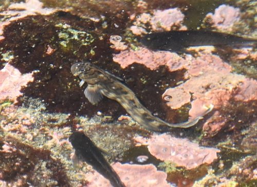 Istiblennius lineatus observed 2026-10-04