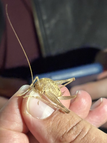 Common Cave-cricket
