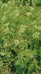 Anthriscus sylvestris