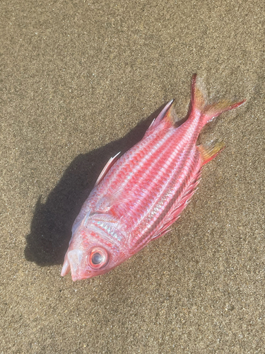 Sargocentron rubrum observed 2026-10-08