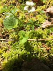 Viola renifolia