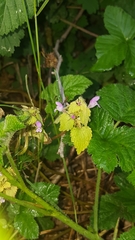 Lamium purpureum
