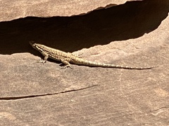 Urosaurus ornatus wrighti
