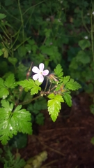 Geranium robertianum