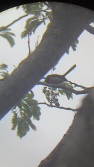 Granatellus venustus