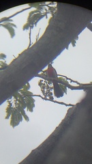 Granatellus venustus