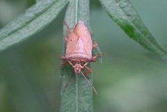 Podisus crassimargo