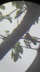 Granatellus venustus