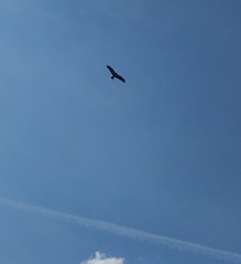 Milvus migrans