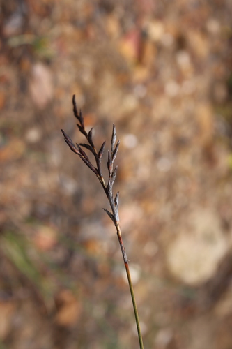 Lepidosperma semiteres, 2026-10-09