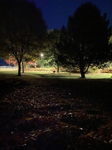 Black Bear sighting near Collingwood Dr