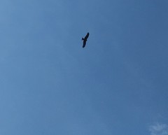 Milvus migrans