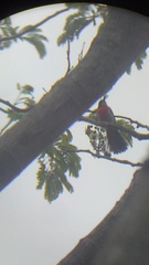 Granatellus venustus