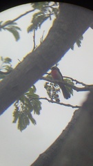 Granatellus venustus