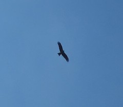 Milvus migrans