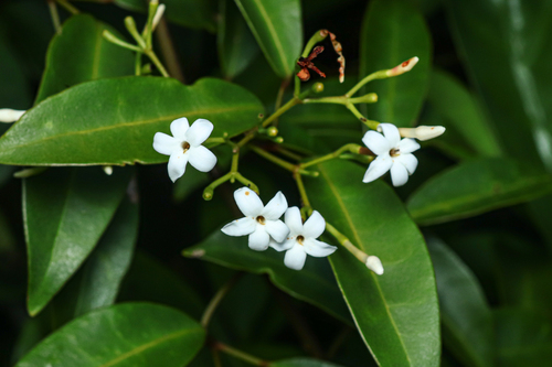 Jasminum lanceolaria observed 2026-10-07