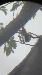 Granatellus venustus