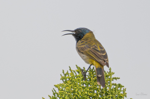iNaturalist image