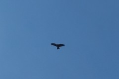 Milvus migrans