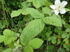 Rubus