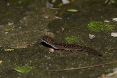 Cyrtodactylus semiadii