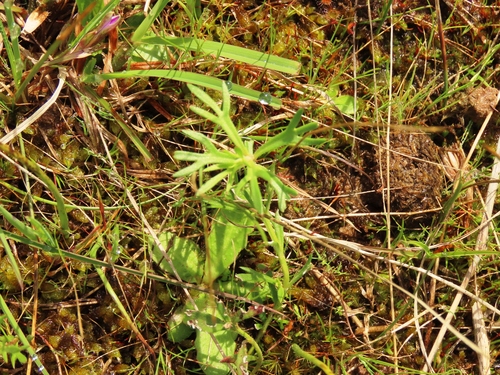 Haloragis heterophylla, 2026-10-04