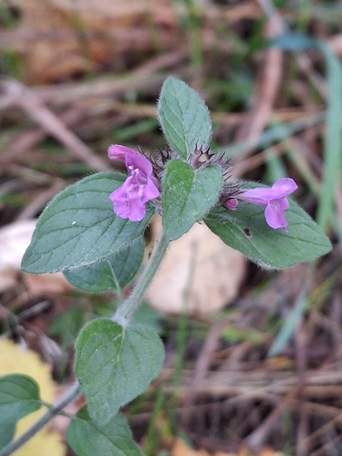Wild Basil