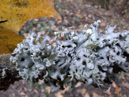 Hooded Tube Lichen
