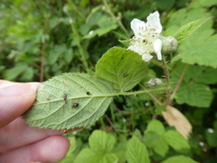 Rubus