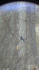 Cyanocompsa parellina