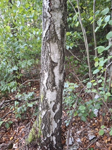 silver birch