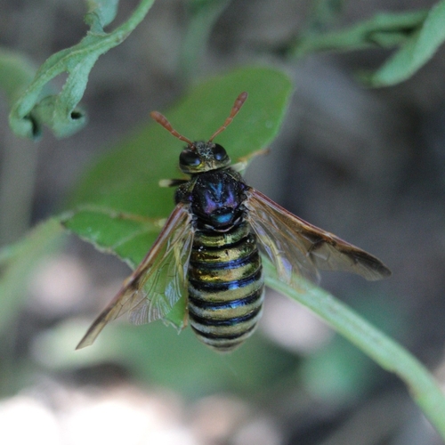 Scabious Sawfly