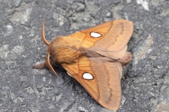 Somadasys brevivenis