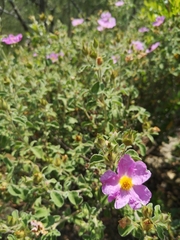 Cistus creticus eriocephalus