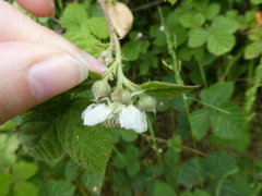 Rubus